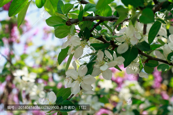 海棠花