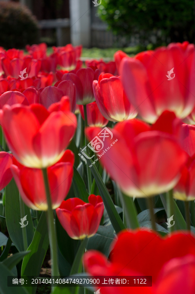 郁金香-匯圖網(wǎng) www.fosd68.com 郁金香
