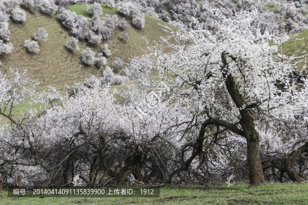 野杏林