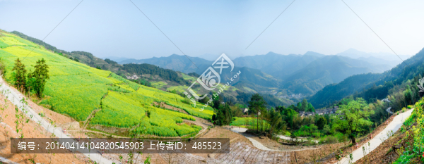 安徽石潭油菜花全景