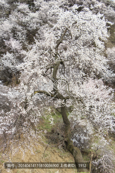 野杏樹