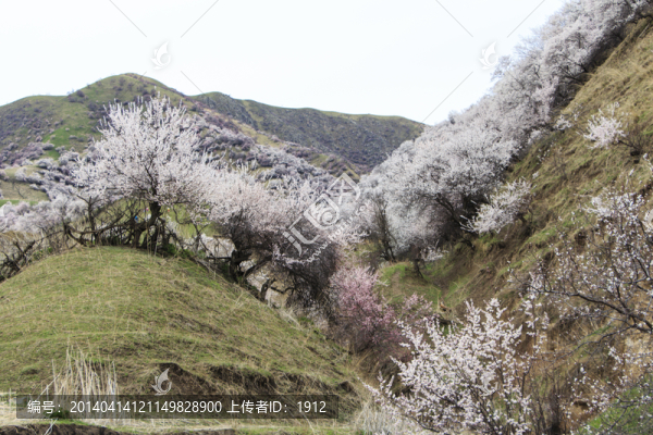 山野