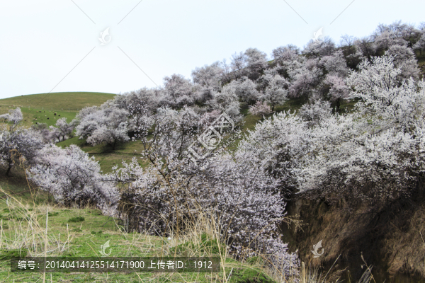 山野