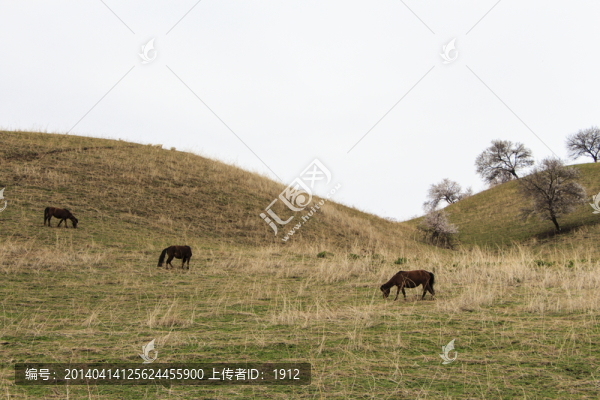 馬群