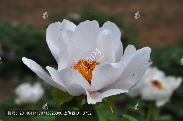 牡丹