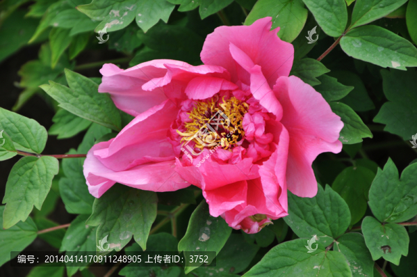 牡丹