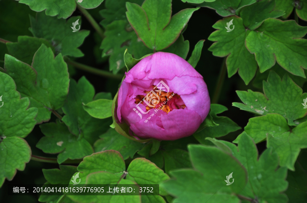 牡丹