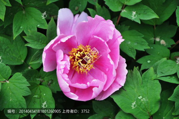 牡丹