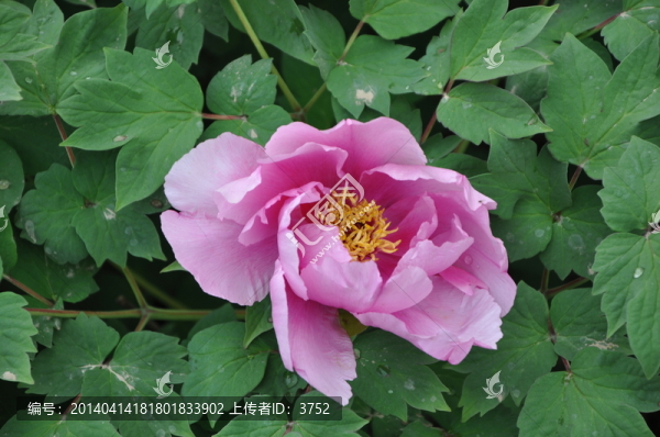 牡丹