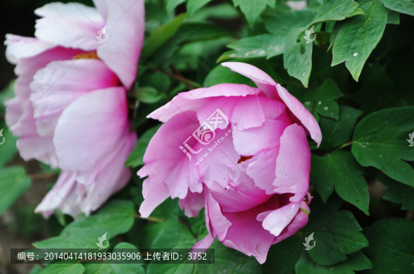 牡丹