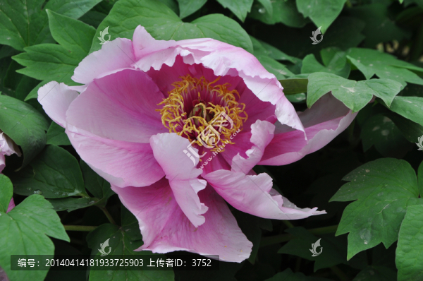 牡丹