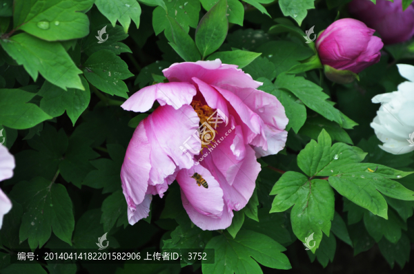 牡丹