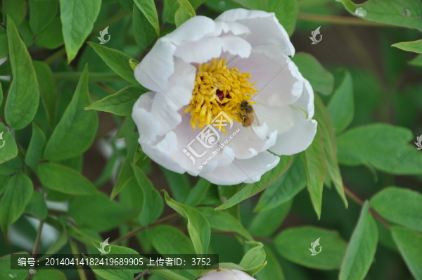 牡丹