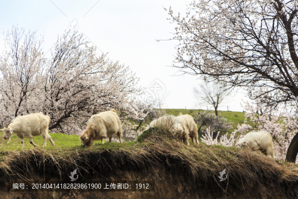 山羊