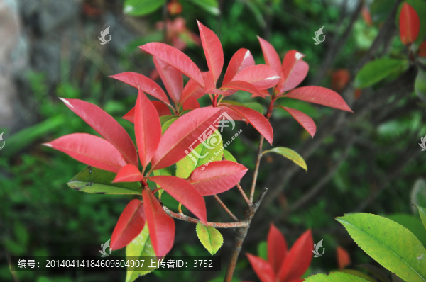 春天的紅葉