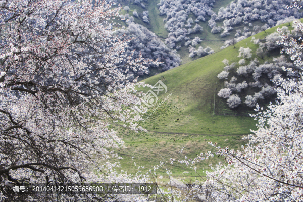 山花爛漫