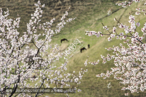 山野