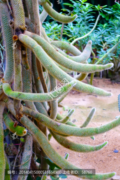 沙漠植物鼠尾掌