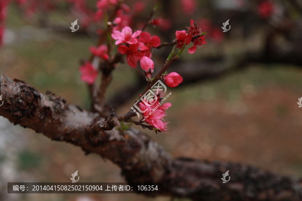 桃花