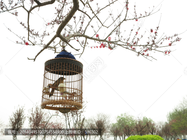 花枝上鳥