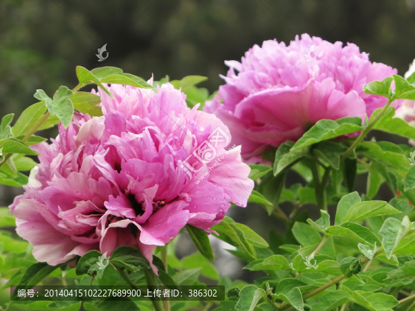 牡丹花