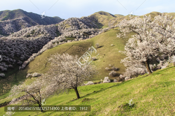 杏花溝