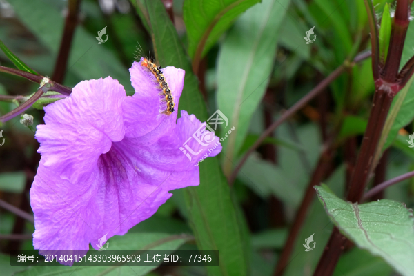花朵上的毛毛蟲(chóng)