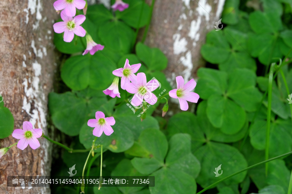 粉紅色花朵