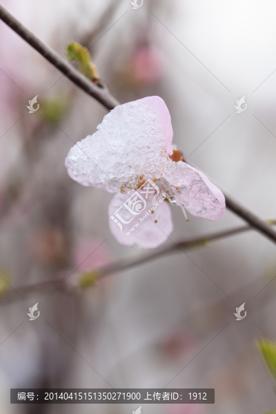 榆葉梅
