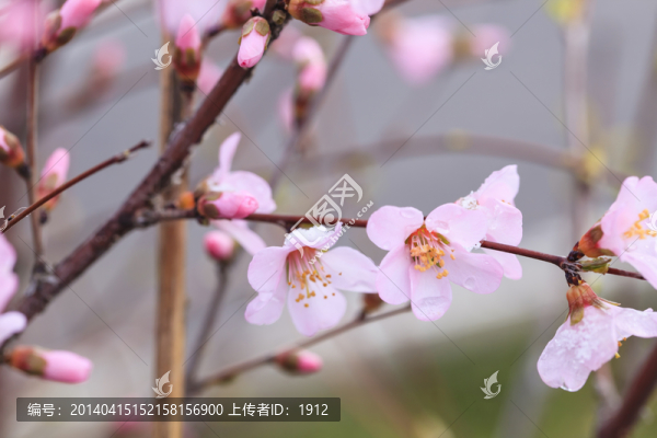 春花