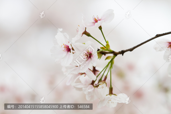 櫻花,花卉,JPG高清