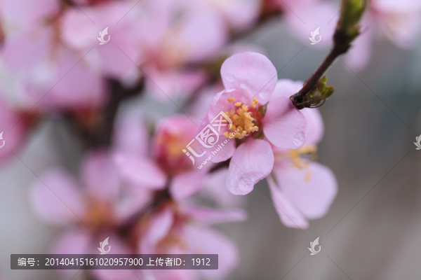 榆葉梅