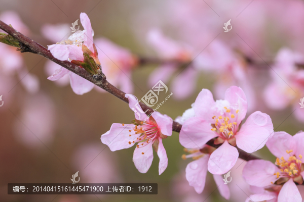 榆葉梅