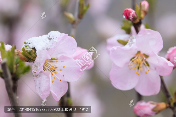 冰雪榆葉梅