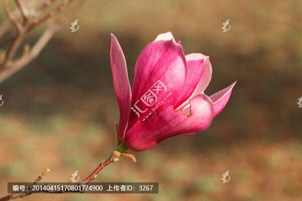 玉蘭花