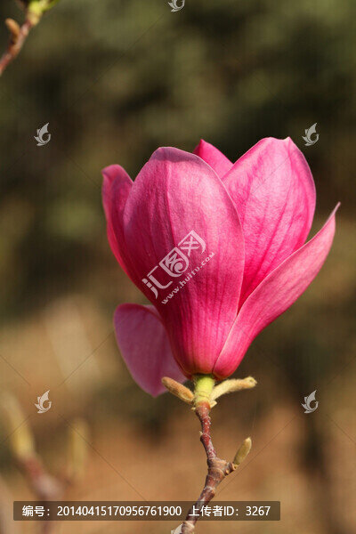 玉蘭花