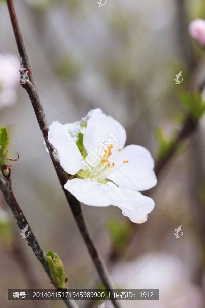 冰雪榆葉梅