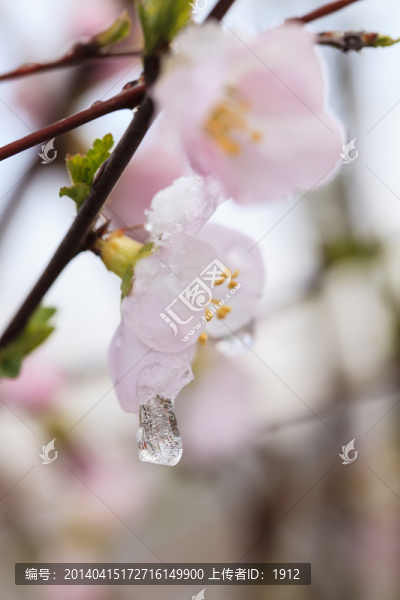 冰雪榆葉梅