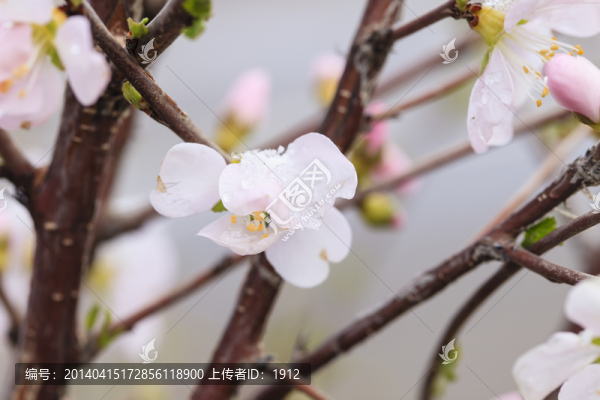 冰雪榆葉梅