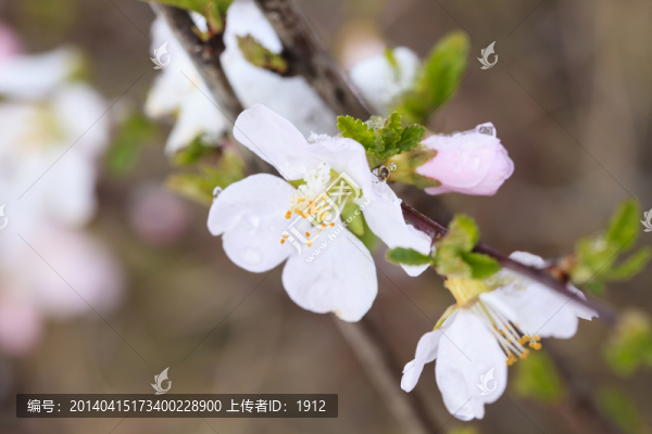 春天的花