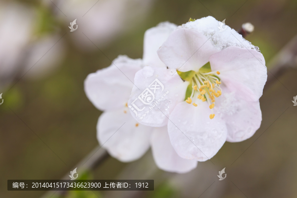 冰雪榆葉梅