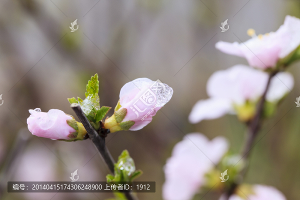 冰雪榆葉梅