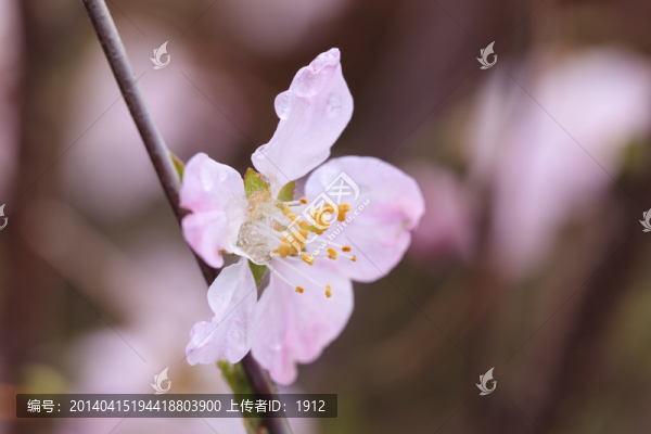 冰雪榆葉梅