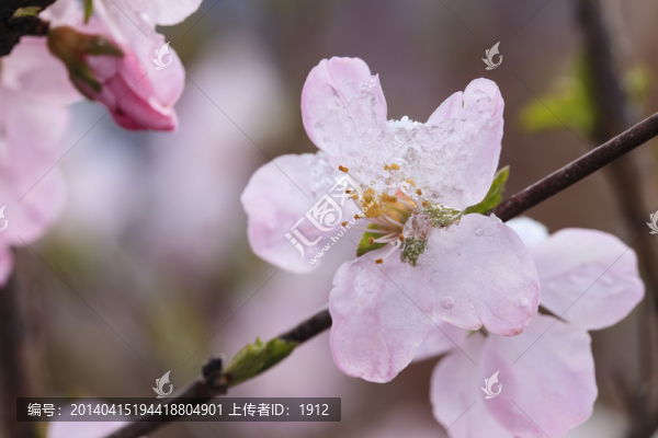 冰雪榆葉梅