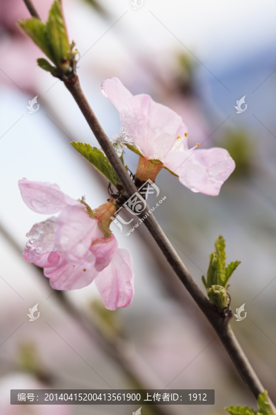 冰雪榆葉梅