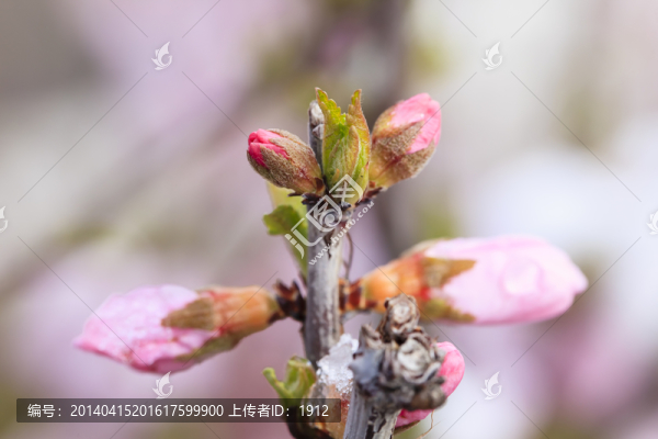 花朵