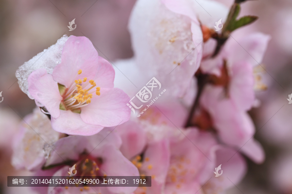 冰雪榆葉梅