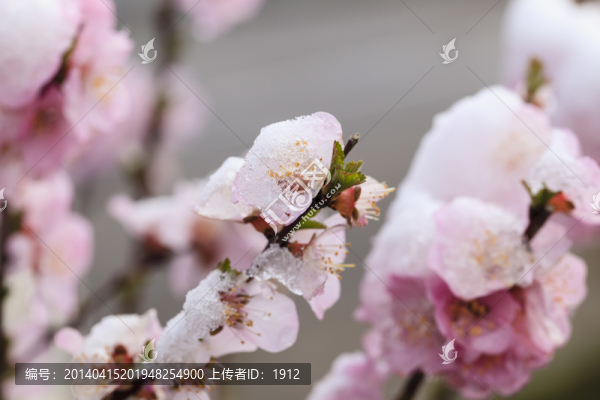 冰雪榆葉梅