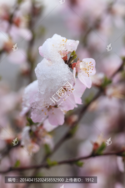冰雪榆葉梅