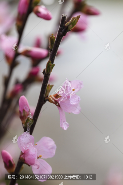 冰雪榆葉梅